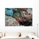 Red Hind with Shrimp Wall Decal