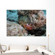 Red Hind with Shrimp Wall Decal