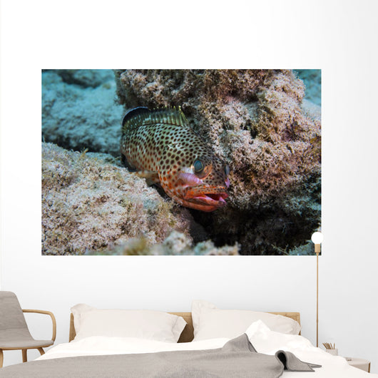 Red Hind with Shrimp Wall Decal