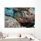 Red Hind with Shrimp Wall Decal