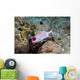 Squirrelfish St Croix Us Wall Decal