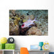 Squirrelfish St Croix Us Wall Decal
