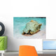 Queen Conch St Croix Wall Decal
