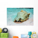 Queen Conch St Croix Wall Decal