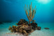 Coral Reef St Croix Open Water Wall Decal