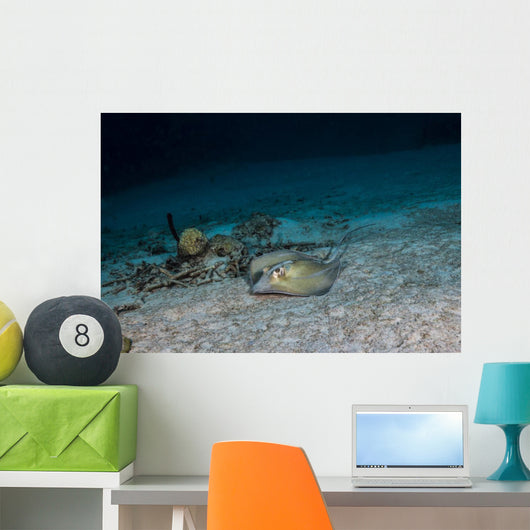 Southern Stingray St Croix Wall Decal