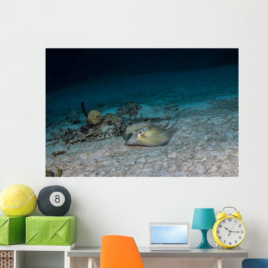 Southern Stingray St Croix Wall Decal