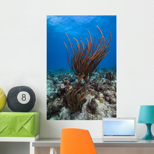 Coral Reef St Croix Wall Decal