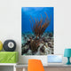 Coral Reef St Croix Wall Decal