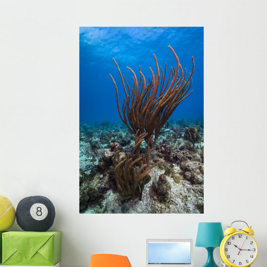 Coral Reef St Croix Wall Decal