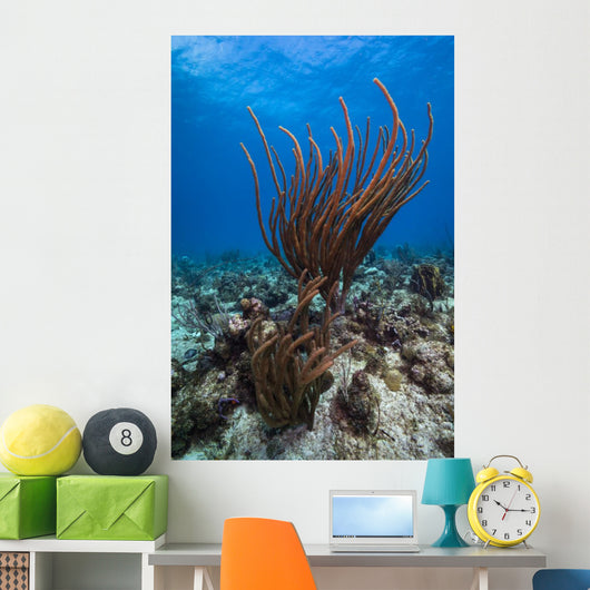Coral Reef St Croix Wall Decal