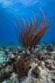Coral Reef St Croix Wall Decal