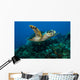 Hawksbille Sea Turtle Swimming Close-up Wall Decal
