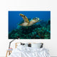Hawksbille Sea Turtle Swimming Close-up Wall Decal