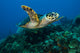 Hawksbille Sea Turtle Swimming Close-up Wall Decal