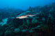 Reef Shark Swimming across Wall Decal