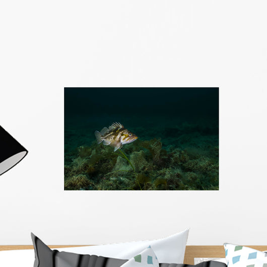 Copper Rockfish Prince William Wall Decal