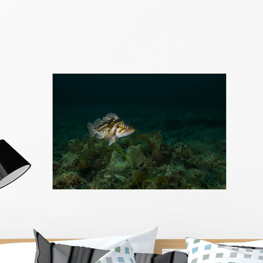 Copper Rockfish Prince William Wall Decal