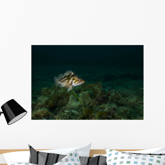 Copper Rockfish Prince William Wall Decal