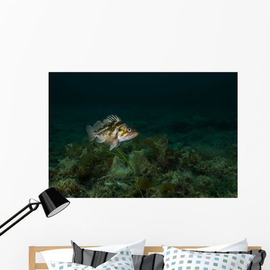 Copper Rockfish Prince William Wall Decal