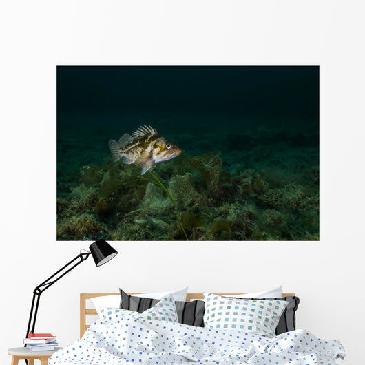 Copper Rockfish Prince William Wall Decal