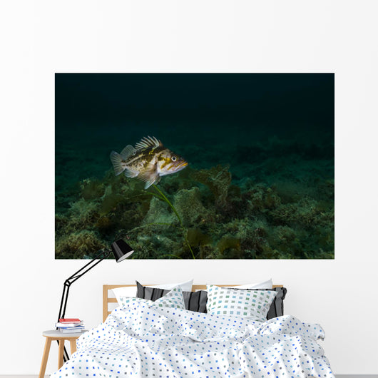 Copper Rockfish Prince William Wall Decal