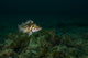 Copper Rockfish Prince William Wall Decal
