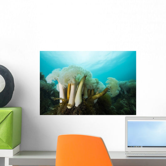 Giant Plumose Anemones Prince Dark Wall Decal