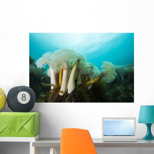 Giant Plumose Anemones Prince Dark Wall Decal