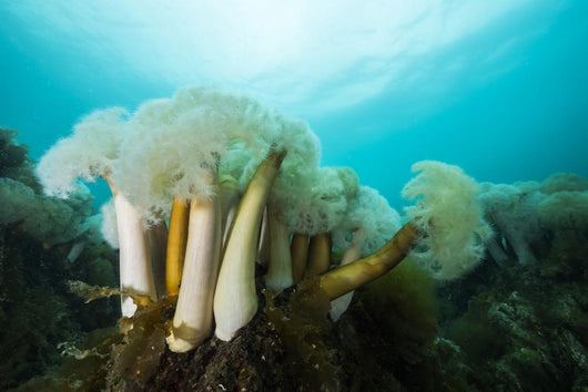 Giant Plumose Anemones Prince Dark Wall Decal