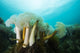 Giant Plumose Anemones Prince Dark Wall Decal