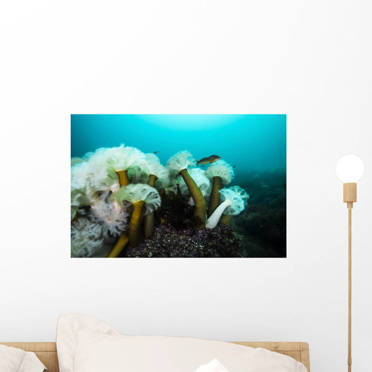 Giant Plumose Anemones Prince Wall Decal