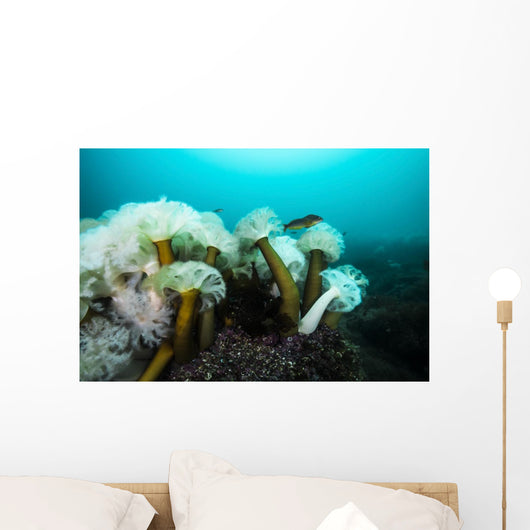 Giant Plumose Anemones Prince Wall Decal