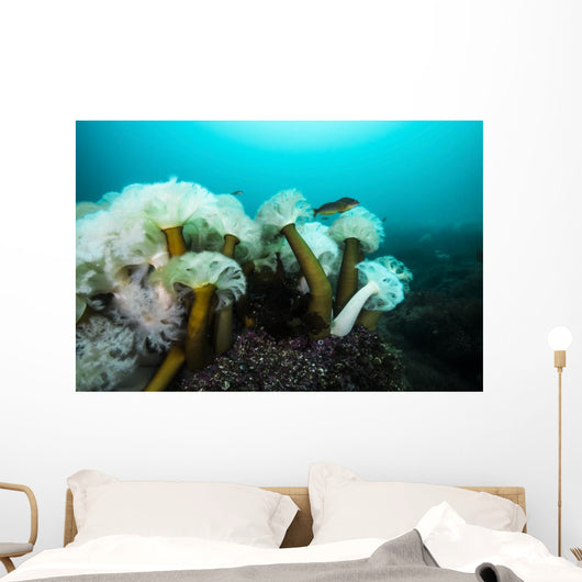 Giant Plumose Anemones Prince Wall Decal