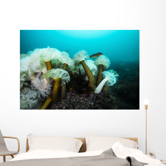 Giant Plumose Anemones Prince Wall Decal