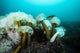 Giant Plumose Anemones Prince Wall Decal
