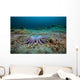 Sunflower Sea Star Alaska Wall Decal