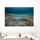 Sunflower Sea Star Alaska Wall Decal