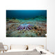 Sunflower Sea Star Alaska Wall Decal