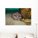 Leopard Toadfish Hiding Stern Wall Decal