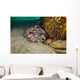 Leopard Toadfish Hiding Stern Wall Decal