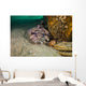 Leopard Toadfish Hiding Stern Wall Decal