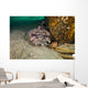 Leopard Toadfish Hiding Stern Wall Decal