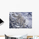 Snow Leopard Wall Mural