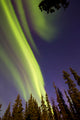 Aurora Borealis with Trees Wall Decal Design 11