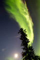 Aurora Borealis with Tree Wall Decal Design 4