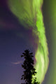 Aurora Borealis with Tree Wall Decal Design 3