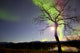 Aurora Borealis with Tree Wall Decal Design 2