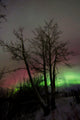 Aurora Borealis with Tree Wall Decal Design 1