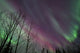 Aurora Borealis with Trees Wall Decal Design 6